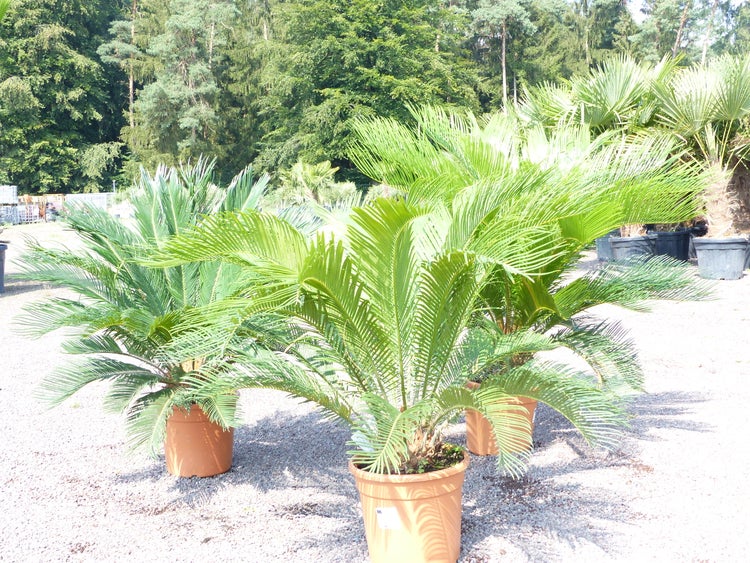 Mehrere Cycas revoluta Palmfarne in Töpfen im Außenbereich eines Gartencenters vor einer Waldkulisse.