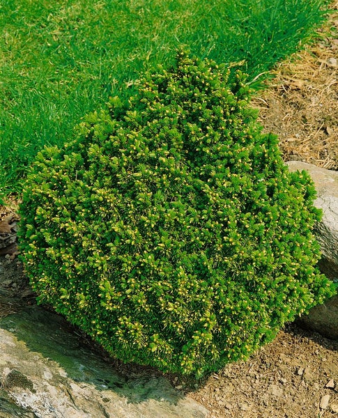 Picea abies 'Echiniformis', Fichte, kompakt, 40–50 cm