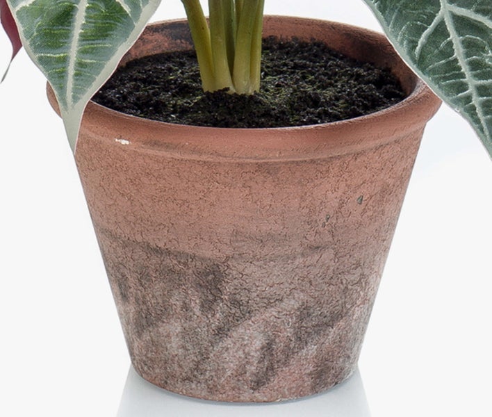 Terrakotta Pflanztopf mit rustikaler Oberfläche und dunkler Erde, bepflanzt mit einer Alocasia.