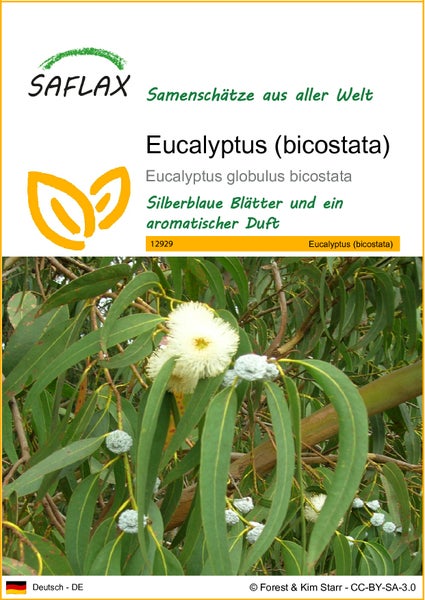 SAFLAX  - Eucalyptus (bicostata) - Eucalyptus globulus bicostata - 100 Samen