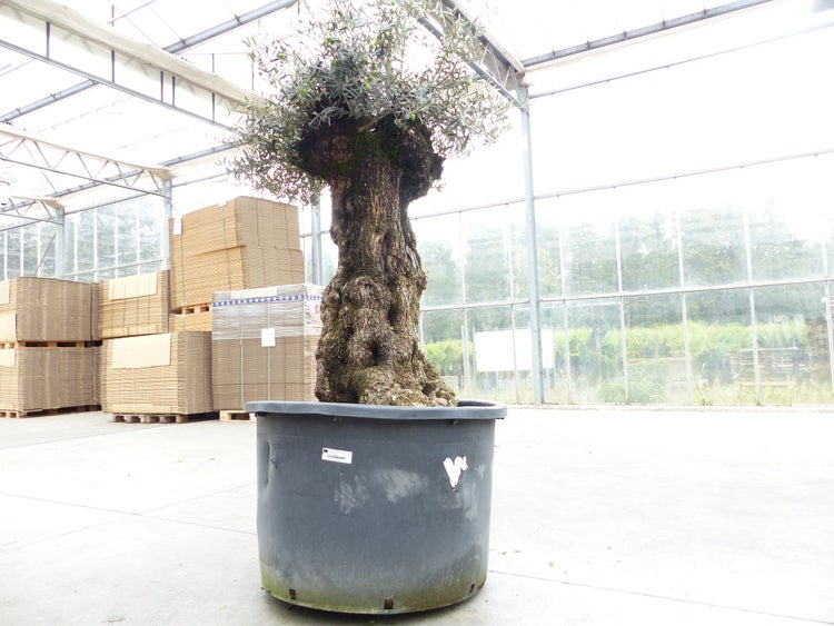 exakt dieser Baum Nr. 24O, 230 cm, Olivenbaum, Bonsai, knorrige alte urige Olive winterhart