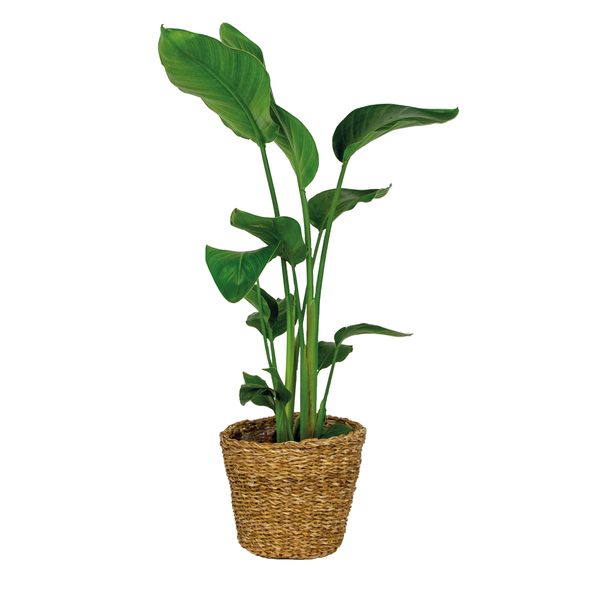 Strelitzia Nicolai inkl. Seegraskorb - Paradiesvogelpflanze - Lufcleaning - ⌀19 cm - ↕80-90 cm