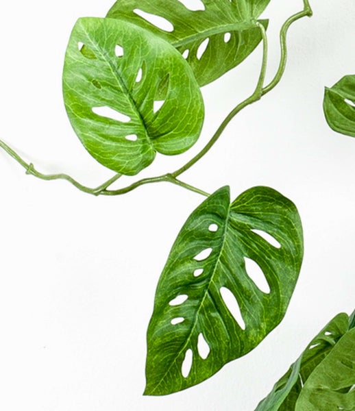 Künstliche Hängepflanze Monstera adansonii mit charakteristischen Löchern in den Blättern und grünen Ranken.