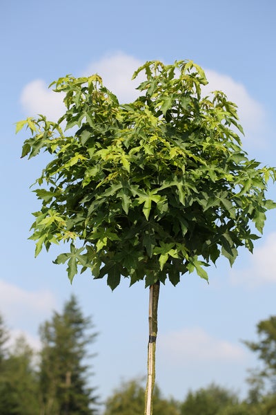 Liquidambar styraciflua Gumball, Kugel-Amberbaum, Hochstamm, Höhe inkl. Topf: 250 cm