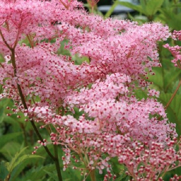 Filipendula ulmaria mit rosafarbenen Blütenständen