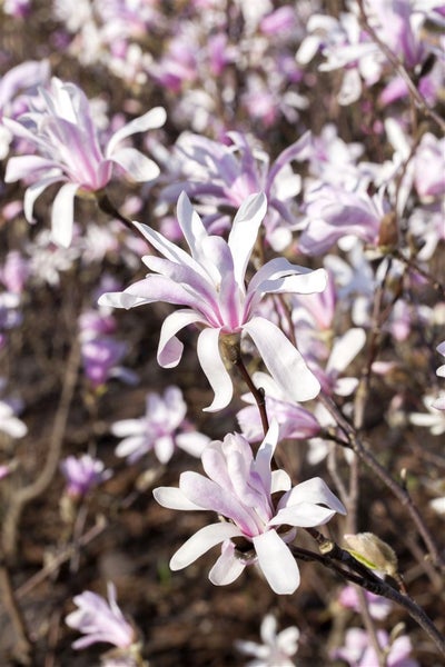 Blühender Sternmagnolienstrauch im Garten.