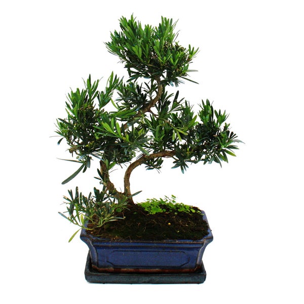 Bonsai Steineibe - Podocarpus macrophyllus - ca. 12-15 Jahre