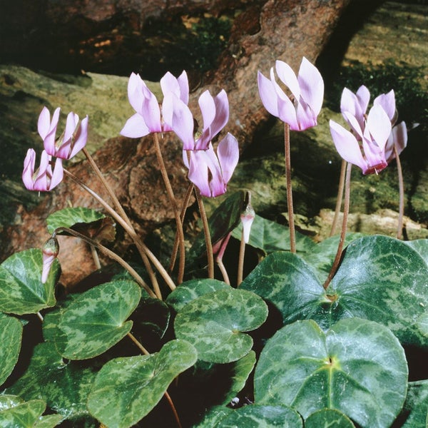 Cyclamen purpurascens, Alpenveilchen, purpurrosa, ca. 9x9 cm Topf