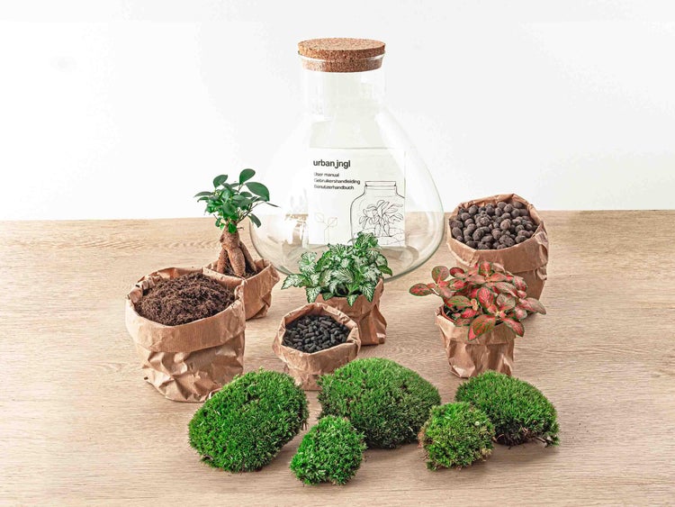 Flaschengarten Sam XL - mit Bonsai - DIY-Pflanzenterrarium - 35cm hoch
