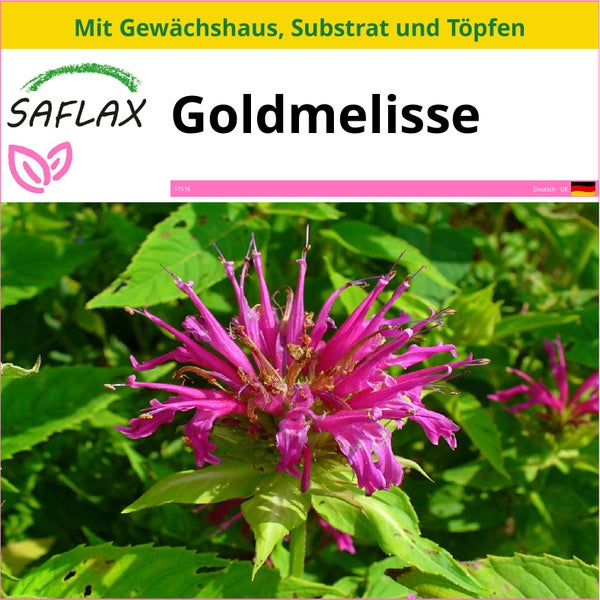 SAFLAX Anzucht Set - Goldmelisse - Monarda didyma - 20 Samen - Mit Mini-Gewächshaus, Anzuchtsubstrat und 2 Töpfen