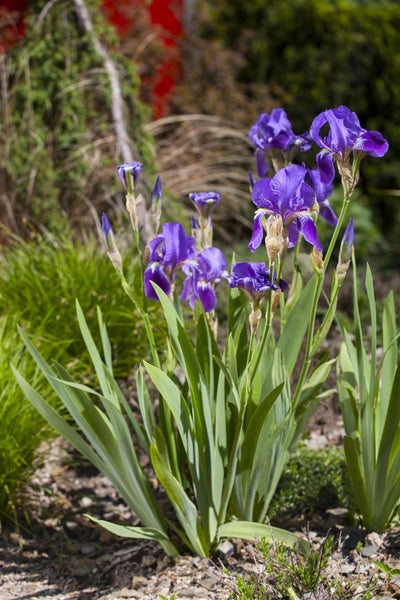 Iris x barb.-elat. 'Blue Rhythm', Schwertlilie, blau, ca. 11x11 cm Topf