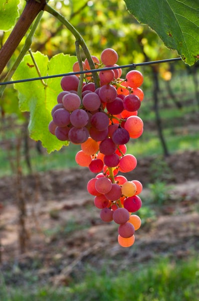Trauben an einer Rebe im Weinberg