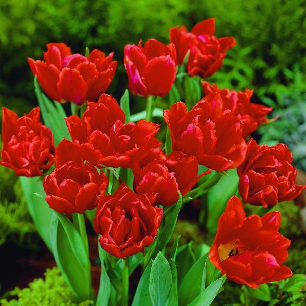 Gruppe roter gefüllter Tulpen im Garten