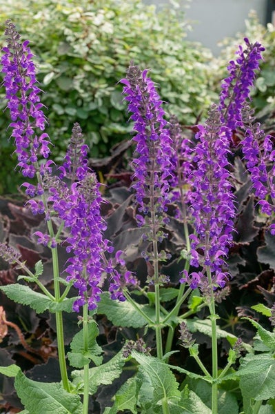 Blühende Salbei Pflanze im Garten