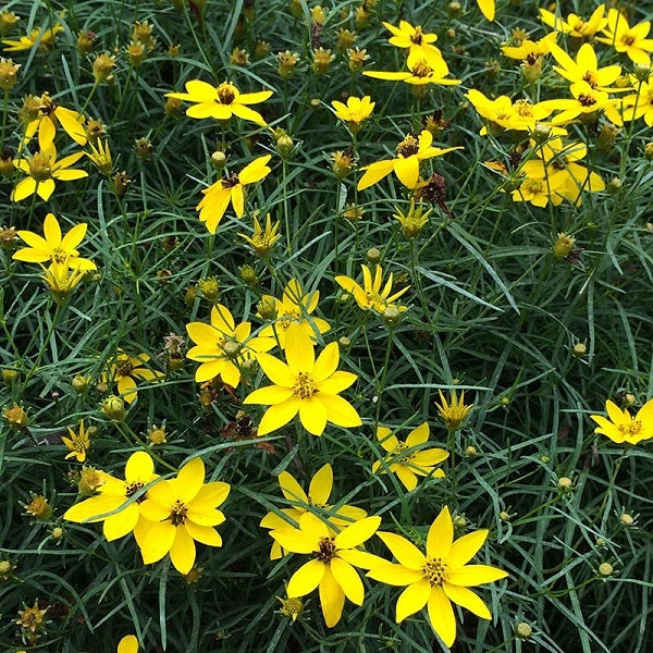 Gelbe Coreopsis-Blüten mit feinen Blättern