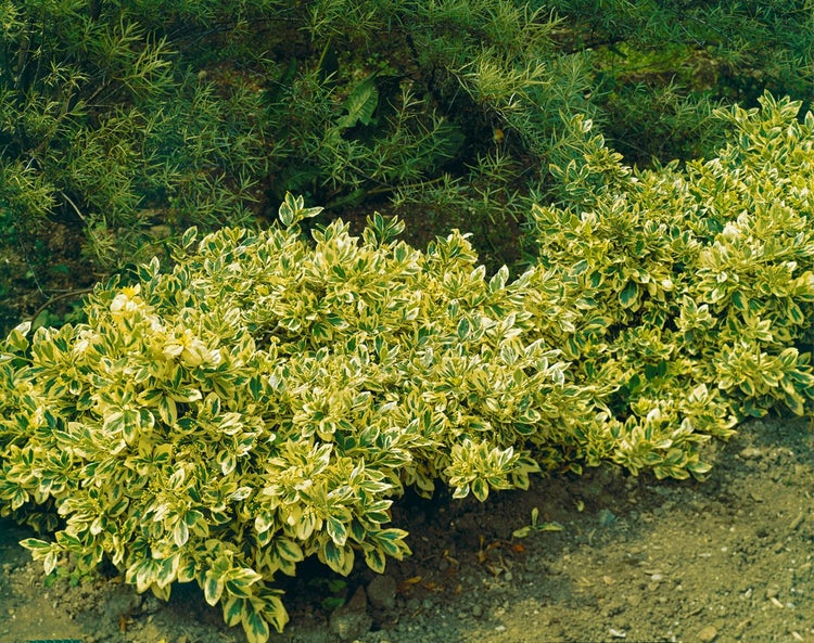 Im Bild ist ein goldener Ligusterstrauch zu sehen.