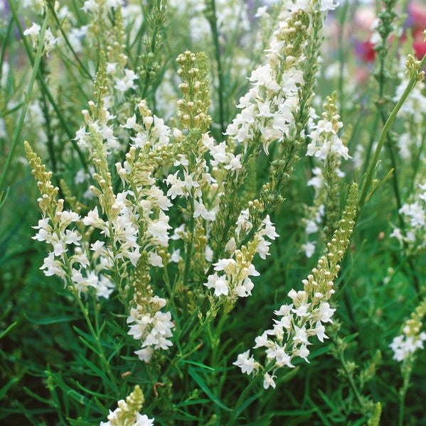 Linaria purpurea 'Alba', weiße Leinkraut, ca. 9x9 cm Topf