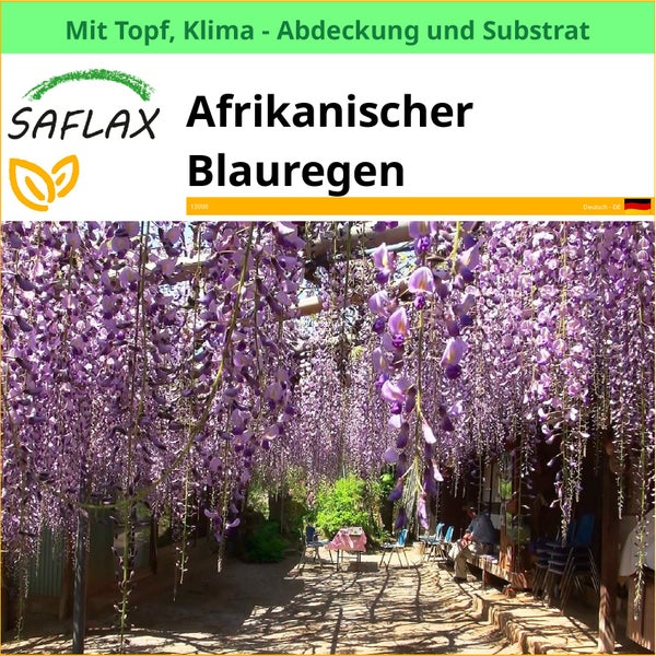 SAFLAX Garden to go - Afrikanischer Blauregen - Bolusanthus africanus - 15 Samen - Mit Topf, Klima - Deckel und Anzuchtsubstrat