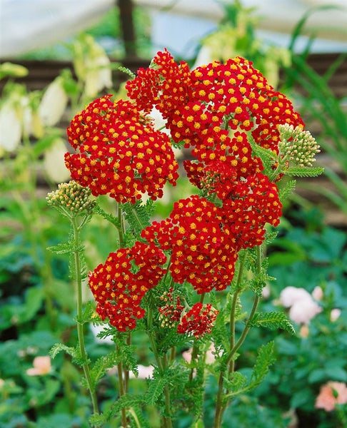 Achillea millefolium 'Paprika', Schafgarbe, rot, ca. 9x9 cm Topf