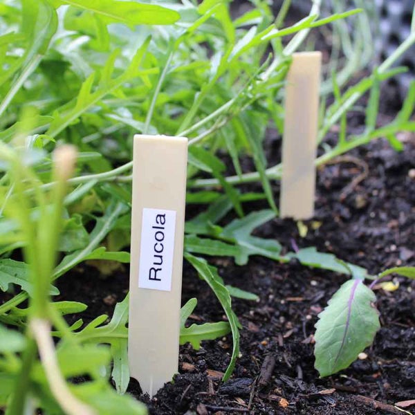 Rucola-Pflanzen mit Pflanzenetiketten im Gartenbeet