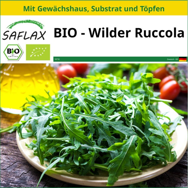 SAFLAX Anzucht Set - BIO - Wilder Ruccola - Diplotaxis tenuifolia - 1500 Samen - Mit Mini-Gewächshaus, Anzuchtsubstrat und 2 Töpfen