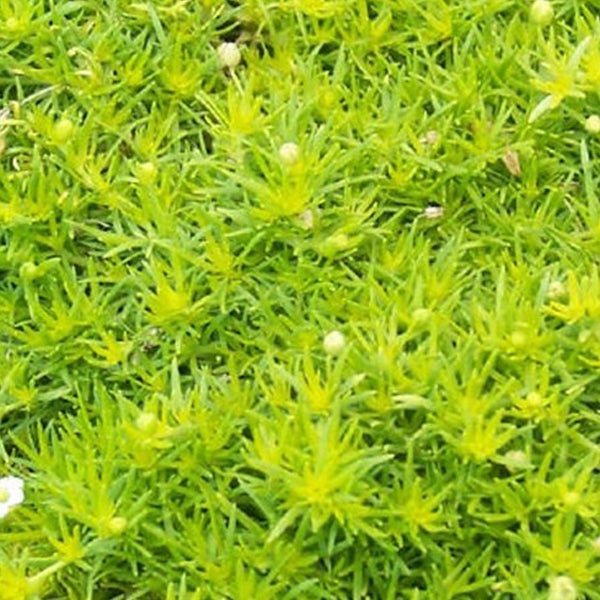 Nahaufnahme von Gelbem Fetthennen-Bodendecker