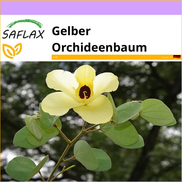 SAFLAX  - Gelber Orchideenbaum - Bauhinia tomentosa - 30 Samen