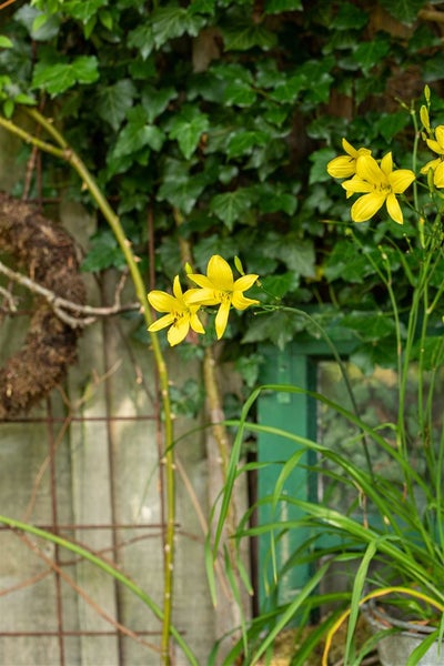 Hemerocallis citrina, Taglilie, zitronengelb, ca. 11x11 cm Topf
