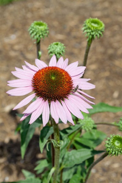 Nahaufnahme einer einzelnen Echinacea Pflanze mit rosa Blütenblättern und einem orangefarbenen bis grünen Blütenkopf