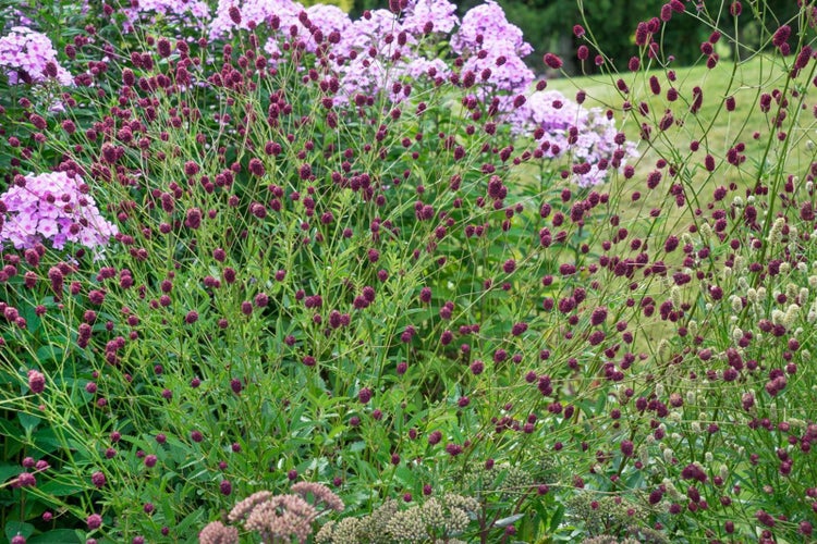 Sanguisorba officinalis, Großer Wiesenknopf, ca. 9x9 cm Topf
