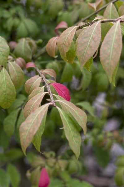 Euonymus alatus 'Compactus', Flügel-Spindelstrauch, 30–40 cm