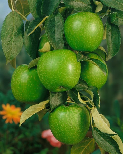 Malus 'Granny Smith', Apfelbaum, grün, 150–200 cm