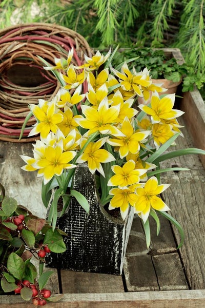 Tulipa tarda, Wildtulpe, gelb-weiß, ca. 9x9 cm Topf