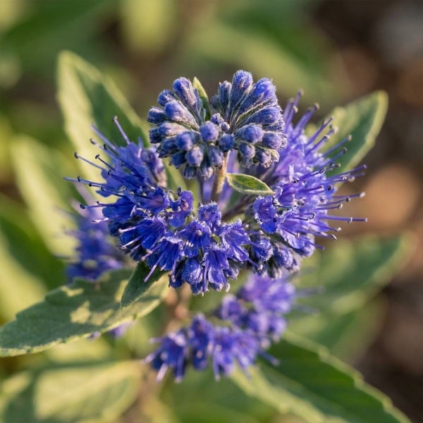 Blaue Bartblume mit Blüten und Knospen im Detail.