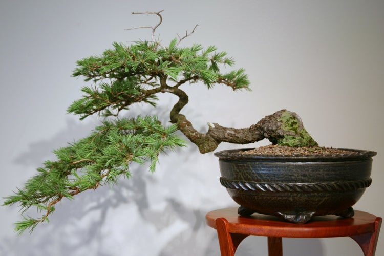 SAFLAX  - Himalaya Zeder - Cedrus deodara - 35 Samen