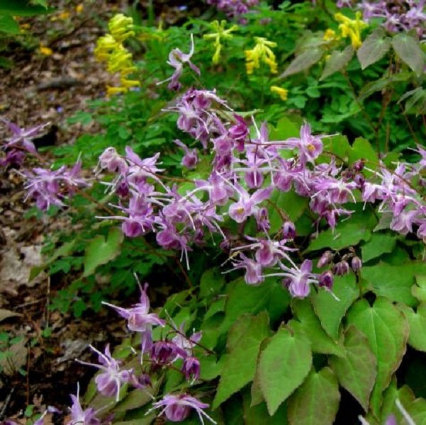 Elfenblume mit Blättern im Garten