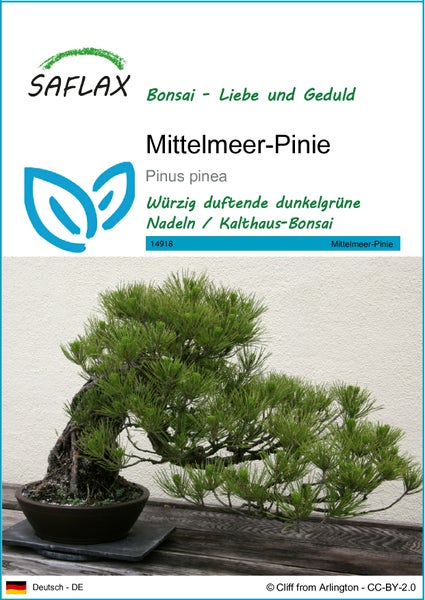 SAFLAX  - Mittelmeer-Pinie - Pinus pinea - 6 Samen