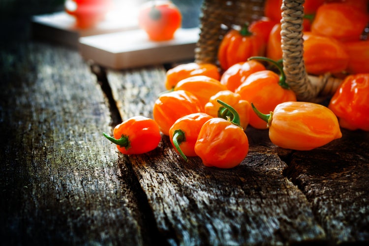 SAFLAX Geschenk Set - BIO - Chili - Habanero Orange - Capsicum annuum - 20 Samen - Mit Geschenkbox, Versandaufkleber, Geschenkkarte und Anzuchtsubstrat