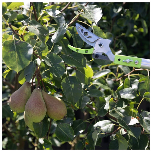 Astschere schneidet Äste an einem Birnenbaum