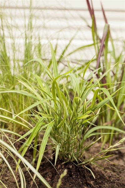Hakonechloa macra 'Aureola', Japanisches Waldgras, gelb-grün, 2-3 L Container