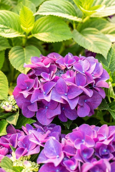 Nahaufnahme einer violetten Hortensienblüte