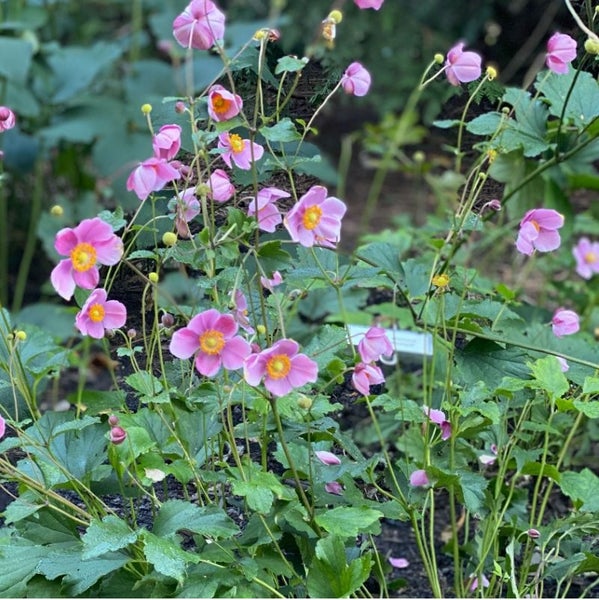 Nahaufnahme von rosa Herbst-Anemonen im Gartenbeet