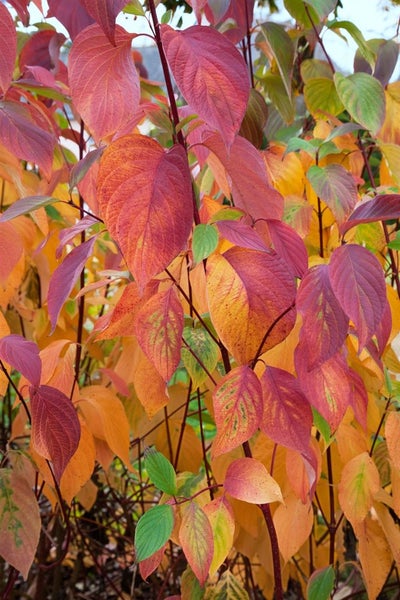 Hartriegelstrauch mit Herbstlaub