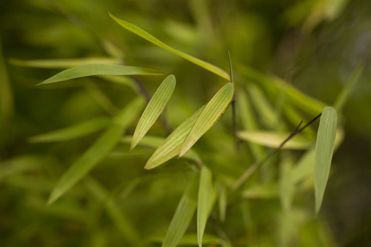 Fargesia 'Jiuzhaigou 1', Bambus, 60–80 cm