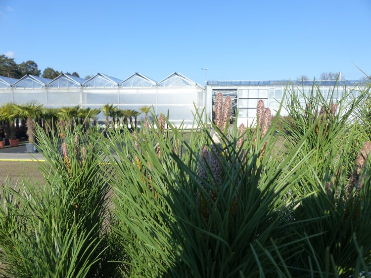 Pinus Pinea Mittelmeerkiefer 180 cm Pinie Kiefer Stamm Premium XL Stamm, winterhart