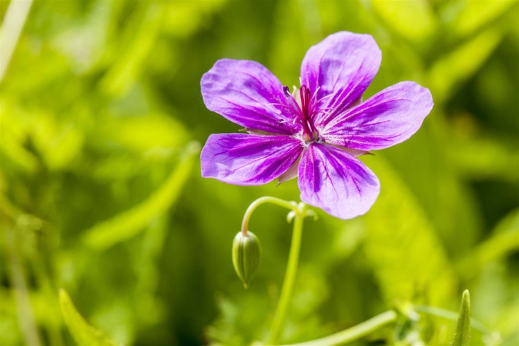 Geranium pratense, Wiesen-Storchschnabel, blauviolett, ca. 9x9 cm Topf