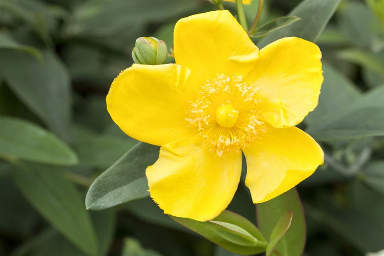Hypericum 'Hidcote', Johanniskraut, leuchtend gelb, 30–40 cm
