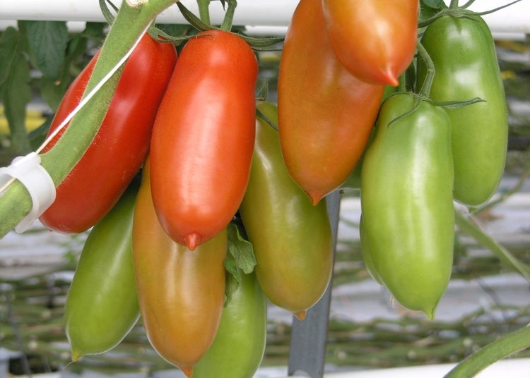 SAFLAX  - Tomate - San Marzano - Lycopersicon esculentum - 10 Samen - Mit keimfreiem Anzuchtsubstrat
