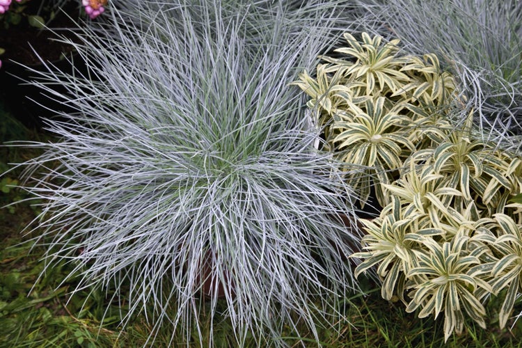 Festuca glauca, Blau-Schwingel, 2 Liter Container, immergrün