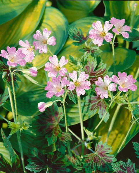 Geranium x oxonianum, Storchschnabel, rosa Blüten, ca. 9x9 cm Topf